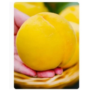 上海奉贤锦绣黄桃新鲜孕妇水果脆蜜桃子红心应当季整箱现发摘包邮